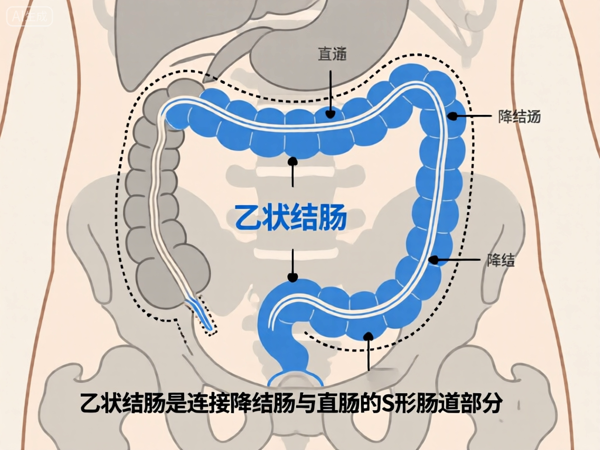 人体的肠子有多少米